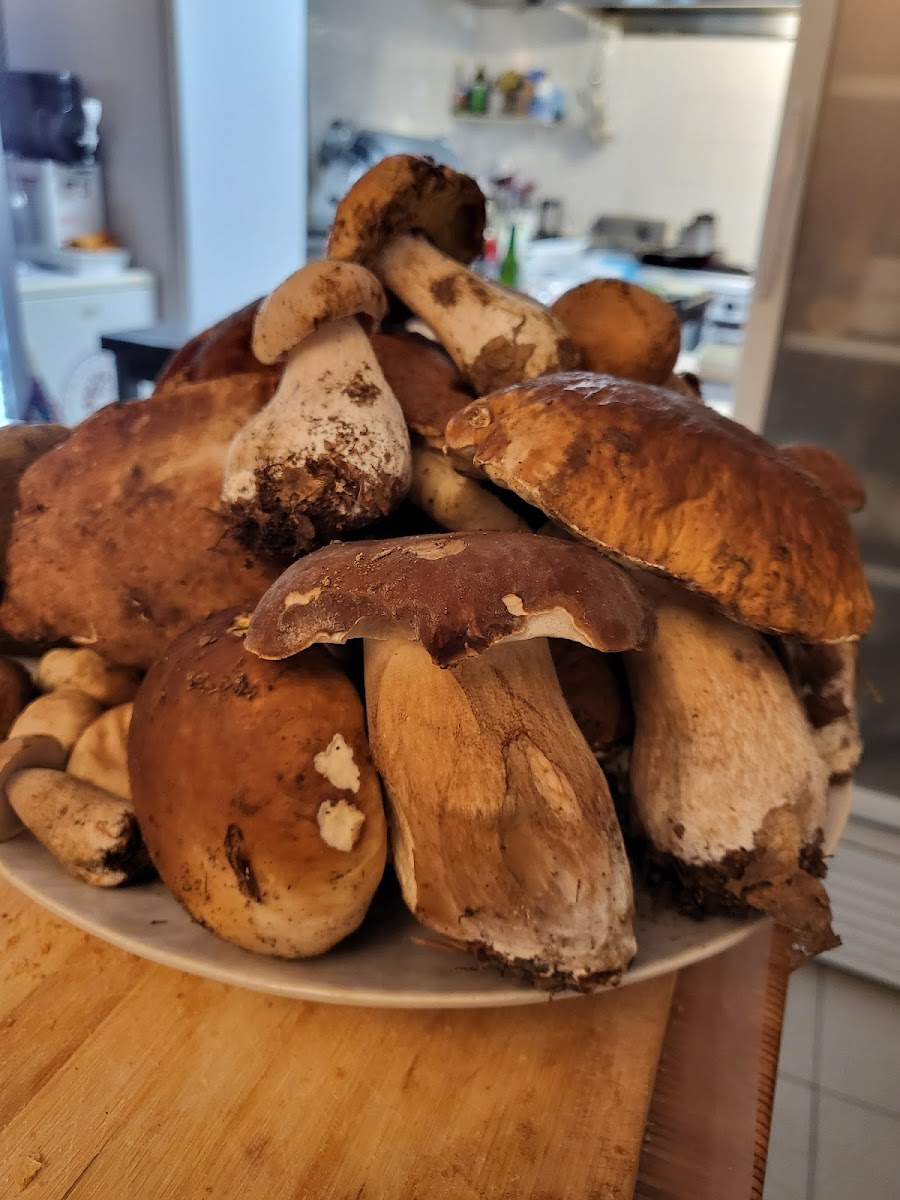 Ristorante Trattoria Magna Cum Laude Photos 2